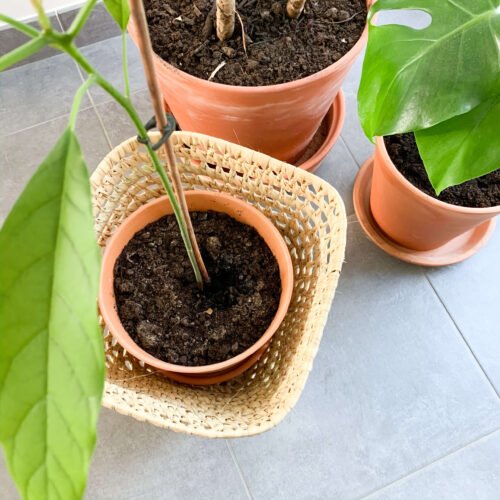 Cache-Pot Carré en Osier Artisanal | Déco Marocaine | 25 cm