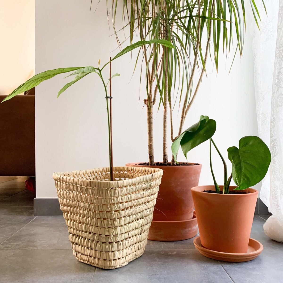 Cache-Pot Carré en Osier Artisanal | Déco Marocaine | 25 cm